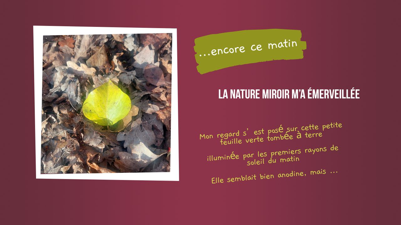 nature miroir sylvotherapie racine foret arbre